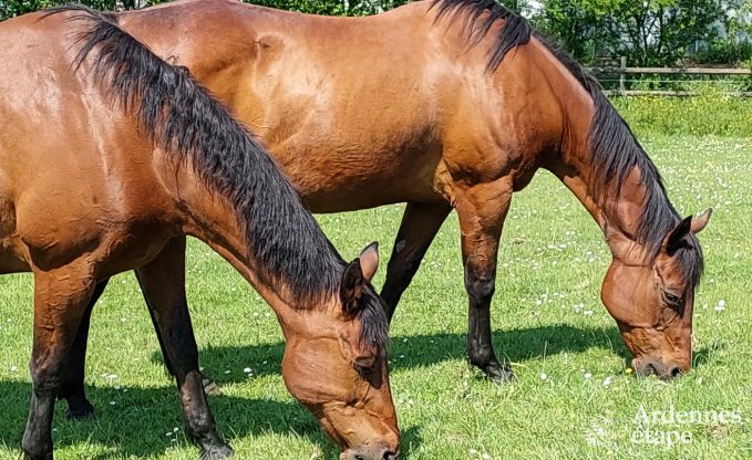 Vakantiehuis in Vielsalm voor 4/5 personen in de Ardennen