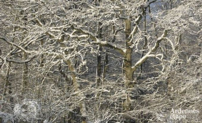 Vakantiehuis in Vielsalm voor 4/5 personen in de Ardennen