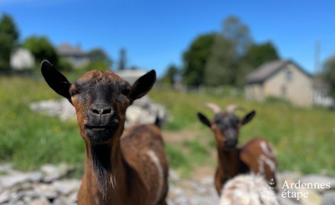 Gezellig vakantiehuis met priv�tuin in Vielsalm, ideaal voor 4 personen en huisdieren