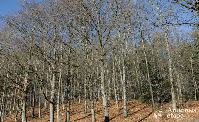 Comfortabel en modern vakantiehuis in  het bos, Vielsalm - Ardennen.