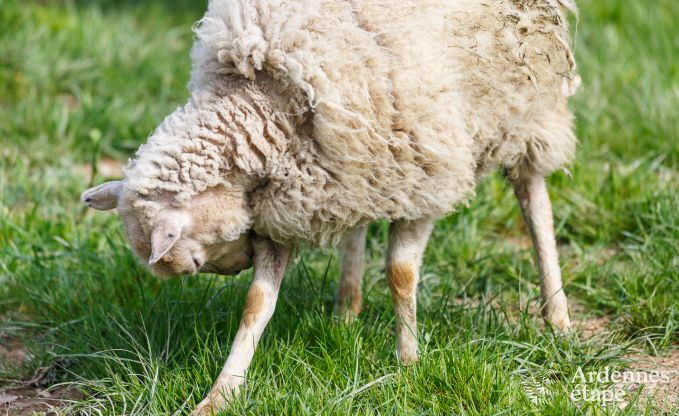 Buitengewoon in Vielsalm voor 2/3 personen in de Ardennen