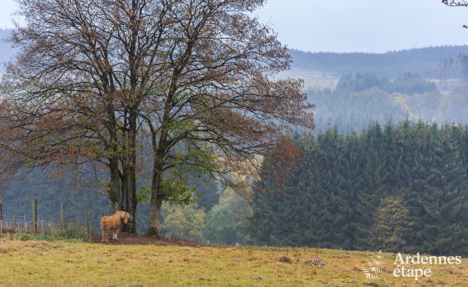 Chalet in Vielsalm voor 7 personen in de Ardennen