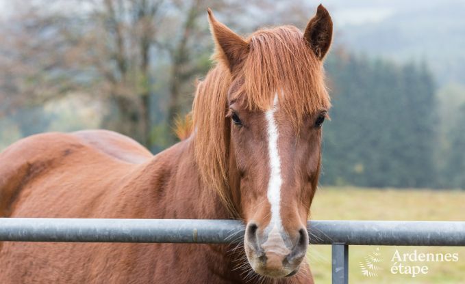 Chalet in Vielsalm voor 7 personen in de Ardennen