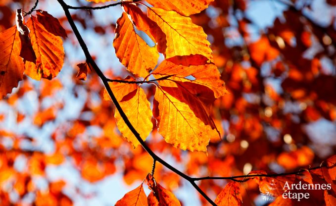 Vakantiehuis in Vielsalm voor 13/14 personen in de Ardennen