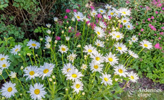 Vakantiehuis in Virelles voor 6 personen in de Ardennen