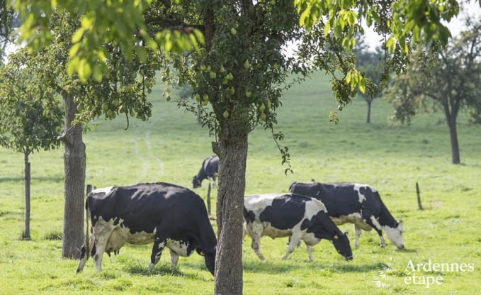 Vakantiehuis in Voeren voor 20/24 personen in de Ardennen