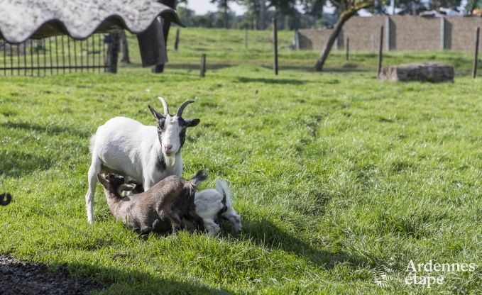 Vakantiehuis in Voeren voor 8/10 personen in de Ardennen