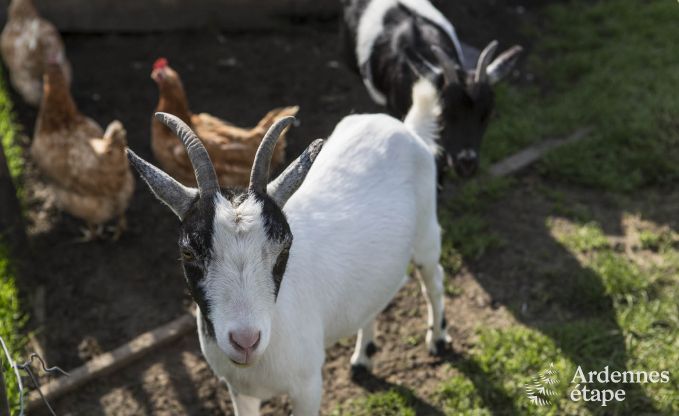 Vakantiehuis in Voeren voor 8/10 personen in de Ardennen