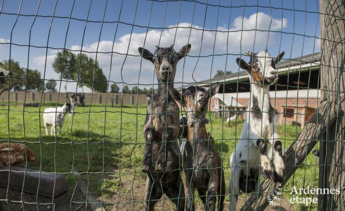 Vakantiehuis in Voeren voor 12 personen in de Ardennen