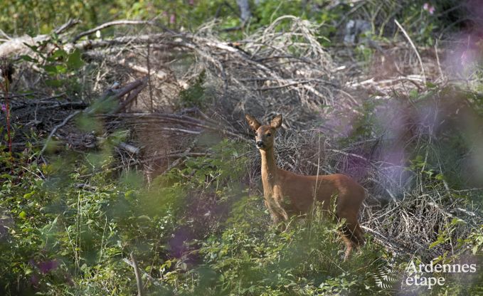 Vakantiehuis in Waimes voor 24 personen in de Ardennen