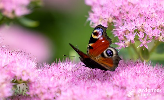 Luxe villa in Waimes voor 14 personen in de Ardennen