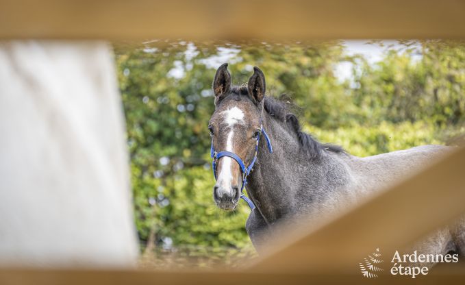 Ruime vakantiewoning in Walcourt, Ardennen, 5 slaapkamers, 5 badkamers, zwembad en gezinsvoorzieningen voor 10 personen