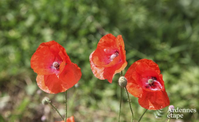 Vakantiehuis in Wiltz (LUX) voor 6 personen in de Ardennen