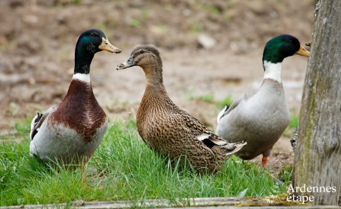 Vakantiehuis in Wiltz (LUX) voor 6 personen in de Ardennen